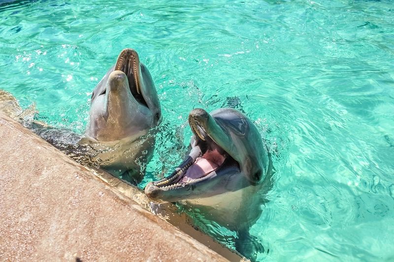 Dolphin Laughter