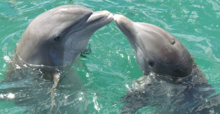 18 Fascinating Insights Into The Emotional Lives Of Dolphins