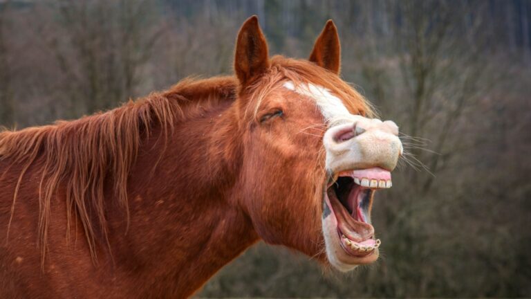 18 Hilarious Things Horses Do (And What They Mean)