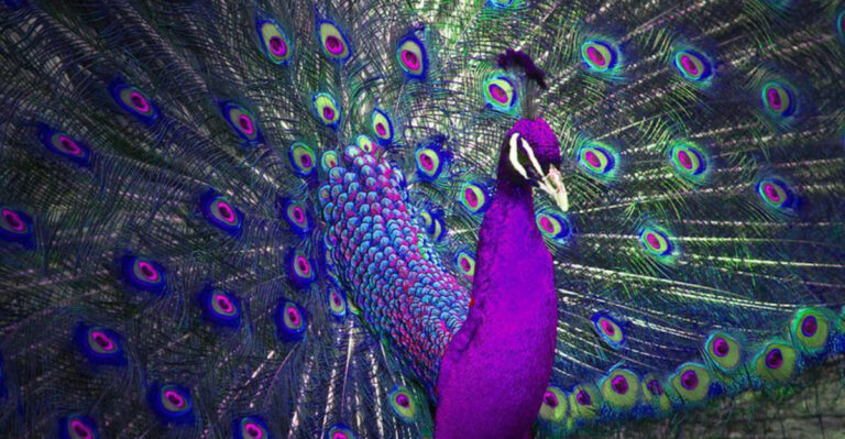 18 Incredible Peacock Species That Will Leave You Speechless
