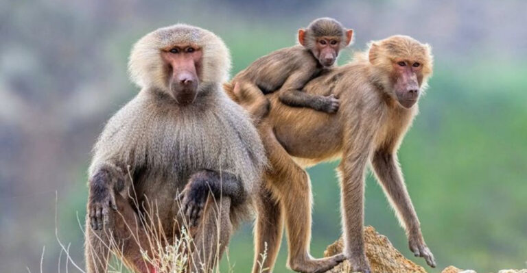 18 Neediest Animals That Can’t Make It Alone