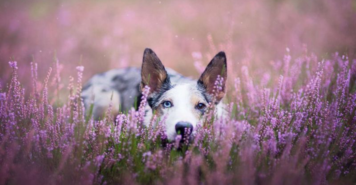 18 Plants That Repel And Keep Dogs Out Of Your Yard