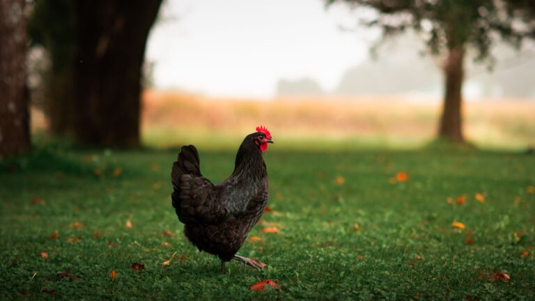 18 Quiet Chicken Breeds For Peaceful Backyard Living