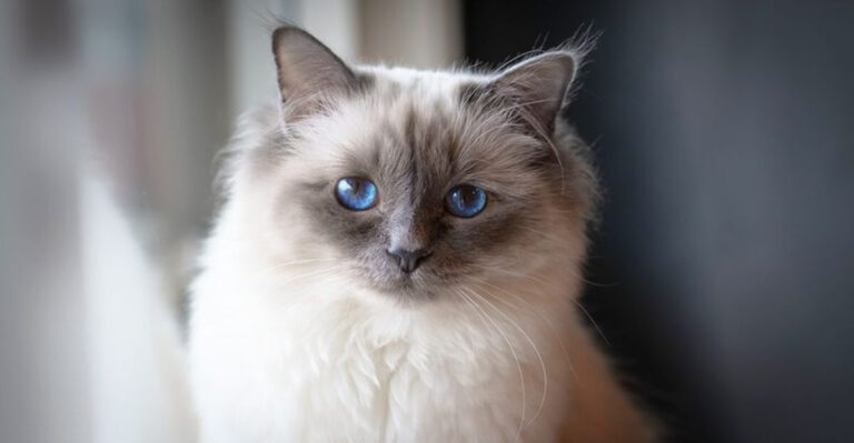 18 Reasons Birman Cats Might Be Your Purrfect Match