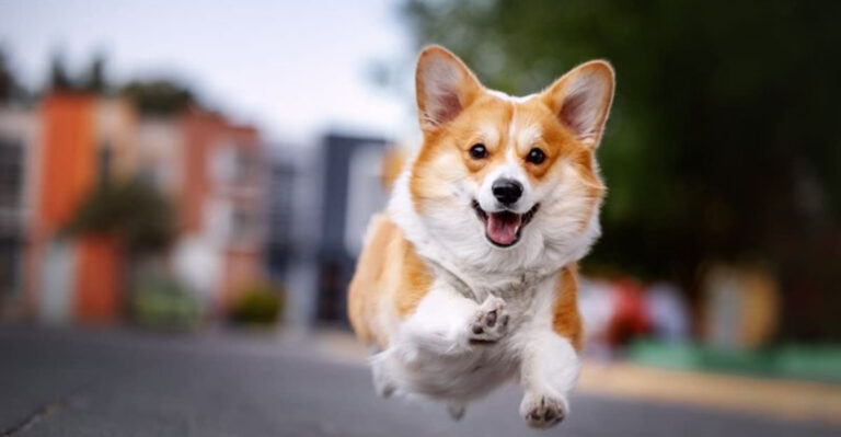 18 Reasons Corgis Are Totally Irresistible