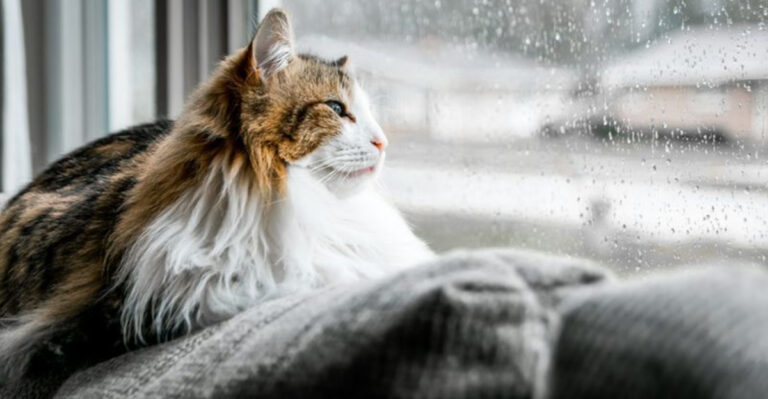 18 Ways Cats Prove They're More Chill Than Children