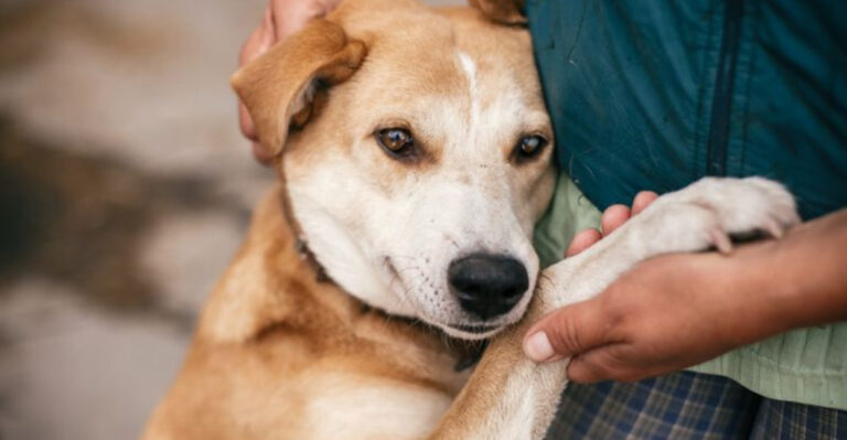 18 Ways Dogs Inspire Us To Be Better Friends Every Day