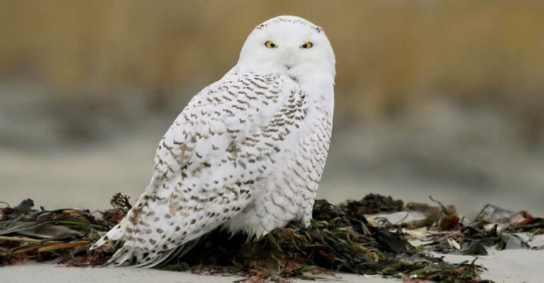 18 Wild Animals You’ll Only Spot During Certain Seasons In The U.S.