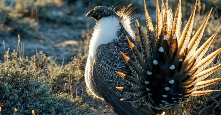 18 Wild Birds Native Only To The U.S. (Why They’re So Special And Worth Protecting)