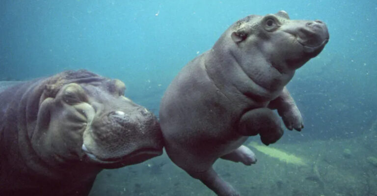 19 Amazing Facts You Didn’t Know About Hippos