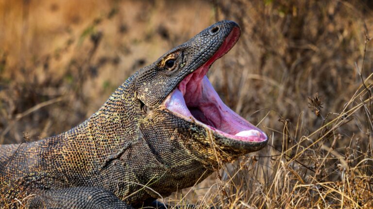 19 Dangerous Animals That You Should Never Approach