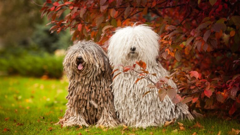 19 Dog Breeds I’d Avoid And The Honest Reasons Why