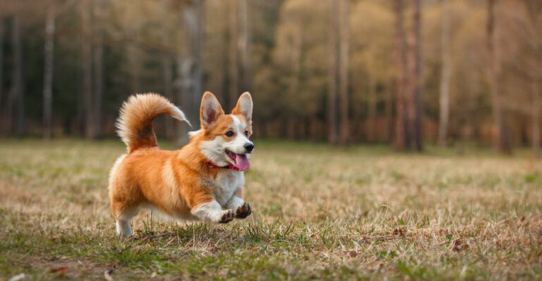 19 Dog Breeds With Short Legs That Will Steal Your Heart