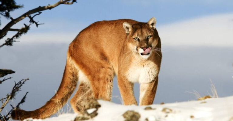 18 Fascinating Mammals To Discover While Hiking In Oregon
