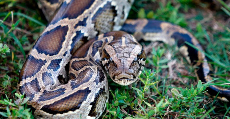 19 Invasive Species Causing Chaos In Florida