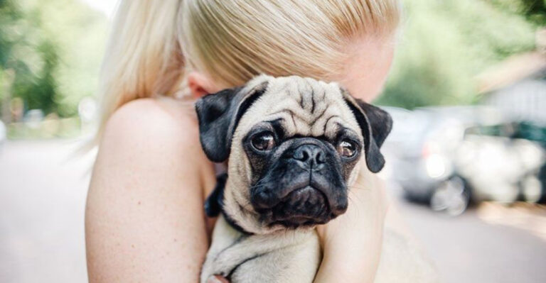19 Most Huggable Dog Breeds That Love To Be Snuggled