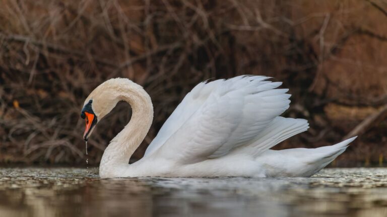 19 Must-Know Facts About Swans