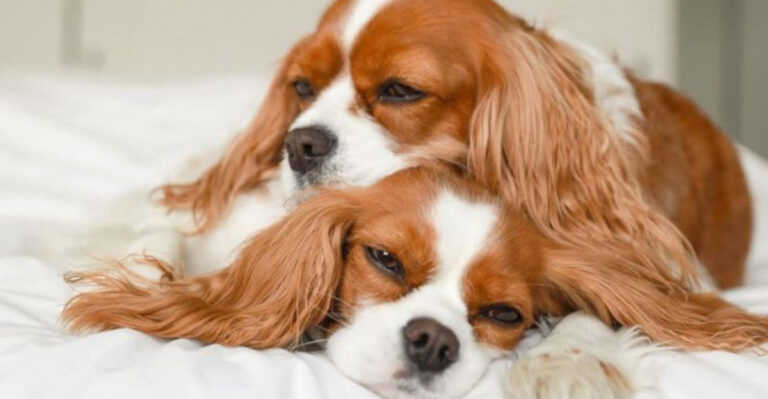 19 Small Dog Breeds With The Sweetest Personalities