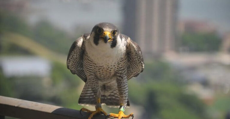 19 Unexpected Wildlife Sightings Around New York City