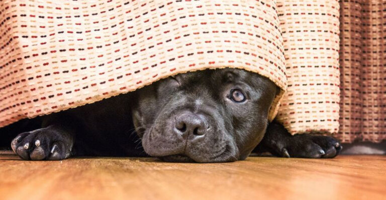 19 Warning Signs You Shouldn’t Ignore When Adopting A Dog
