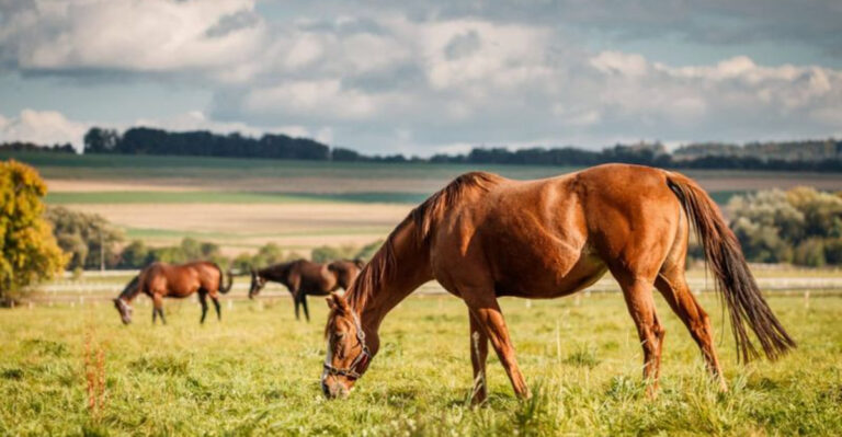 20 Adaptations Horses Are Making To Survive Rising Global Temperatures