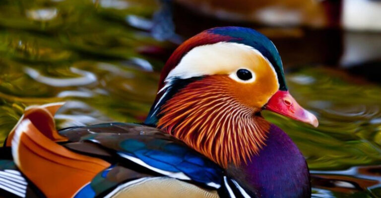 20 Animals So Rare Yet Beautiful, You’ve Probably Never Heard Of Them