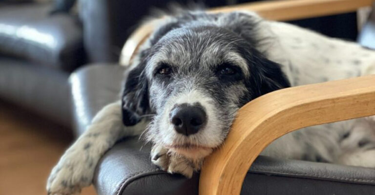 20 Benefits Of Choosing To Adopt An Older Pet
