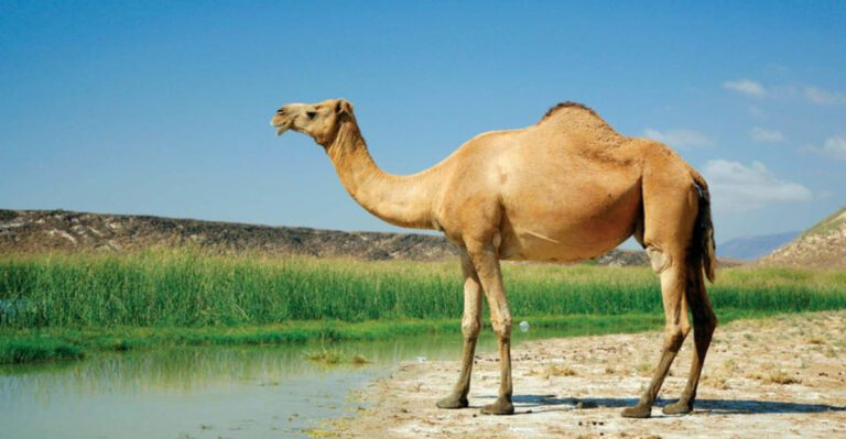 20 Clever Ways Animals Stay Cool In The Heat