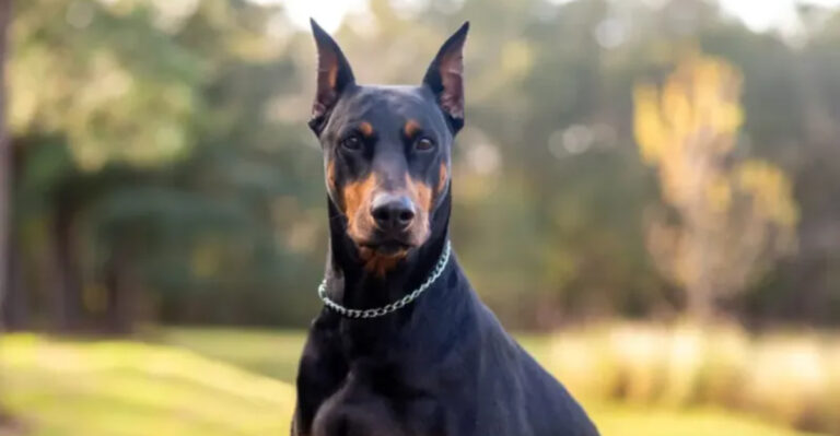 20 Cute Dog Breeds That Are Unfairly Seen As Trouble