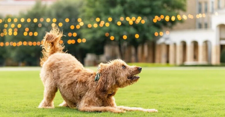 20 Dog Behaviors That Prove They Love You