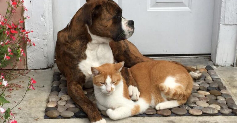 20 Dog Breeds That Are Surprisingly Great With Cats