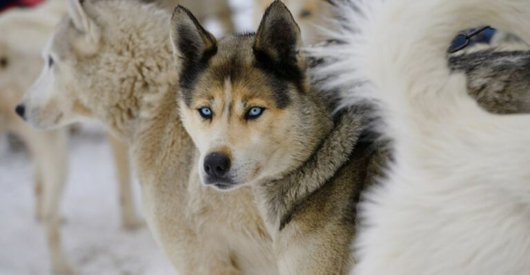 20 Dog Breeds That Look Like Wolves But Have Sweet Natures