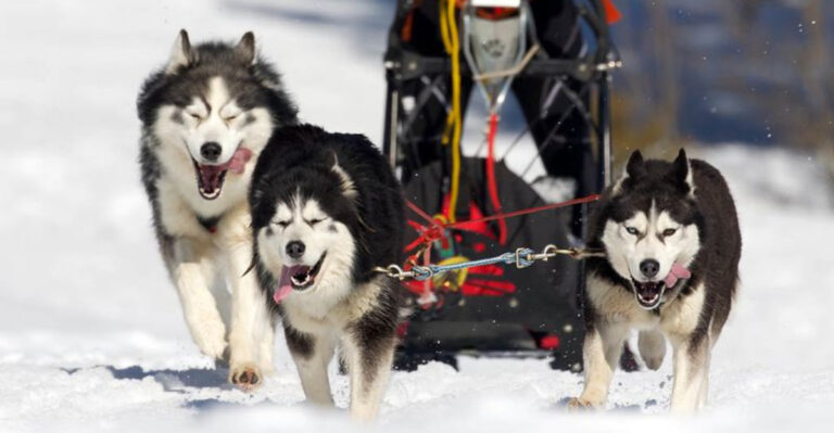20 Dogs That Thrive When Given A Purpose Or Job