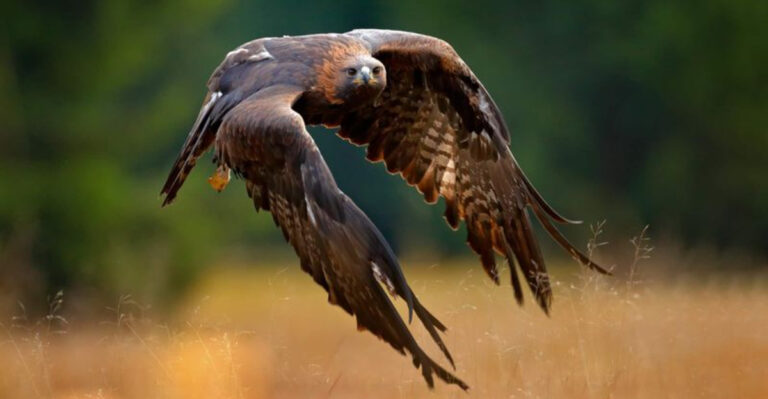 20 Incredible Animals That Live In Yosemite’s Majestic Wilderness