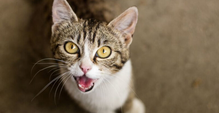 20 Indicators That Your Cat Is Feeling Unhappy