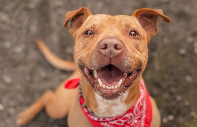 Pit Bulls: Gentle Giants
