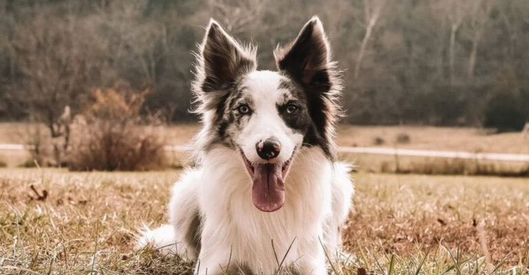 20 Overrated Dogs You Might Regret Owning
