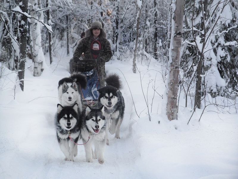 Alaskan Malamute