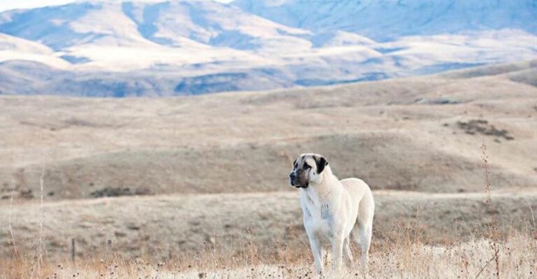 20 Rugged Dog Breeds Built For Tough Terrain