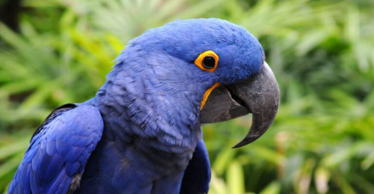 20 Stunning Birds At Risk Of Disappearing Forever