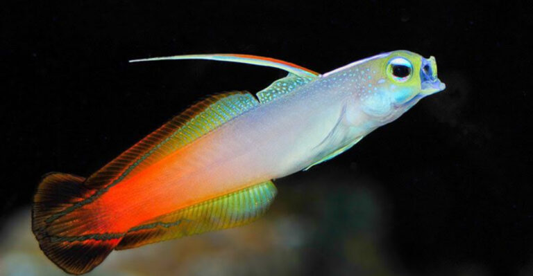 20 Stunning Saltwater Fish Perfect For Your Aquarium
