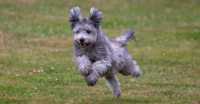 20 Surprising Facts About The Pumi: The Energetic Herding Dog