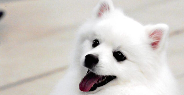 20 Things You Didn’t Know About American Eskimo Dogs