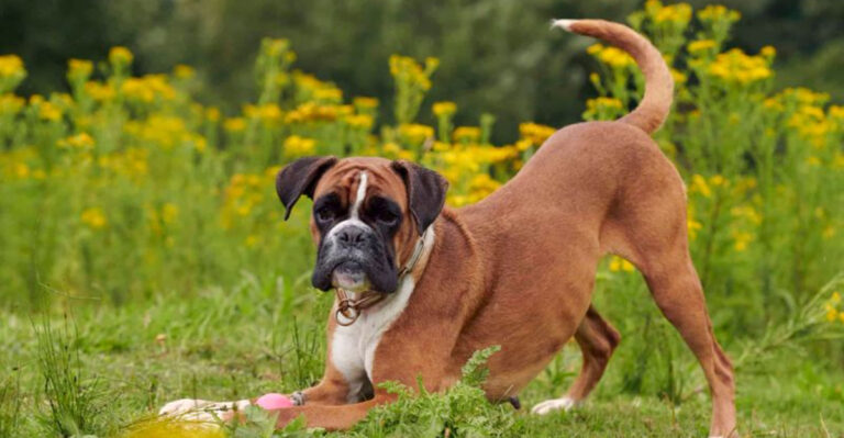 20 Things You Should Know About The Boxer