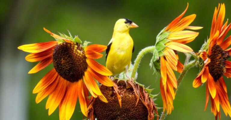 20 Tiny Birds That Pack Big Personalities