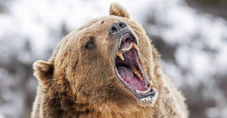20 Wild Facts That Prove Bears Are Cooler Than You Think