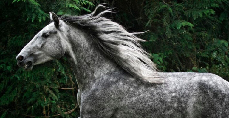 21 Beautiful Horse Colors, From Rare Gems To Common Shades