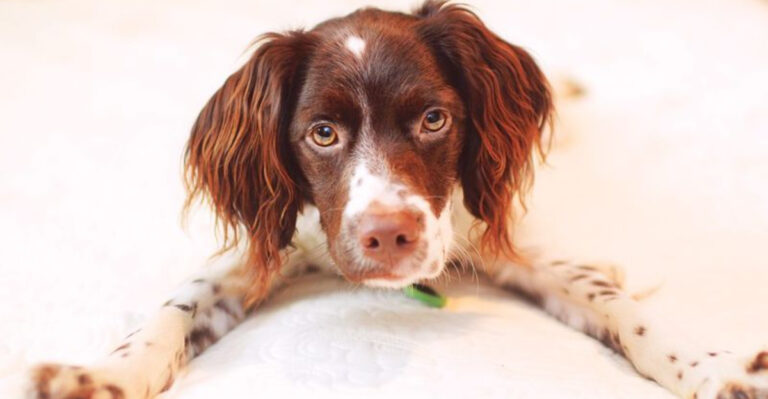 21 Cute Dog Breeds With Demanding Energy Levels