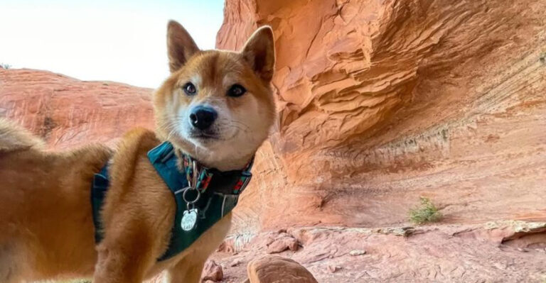 21 Top Dog Breeds Perfect For Solo Adventurers