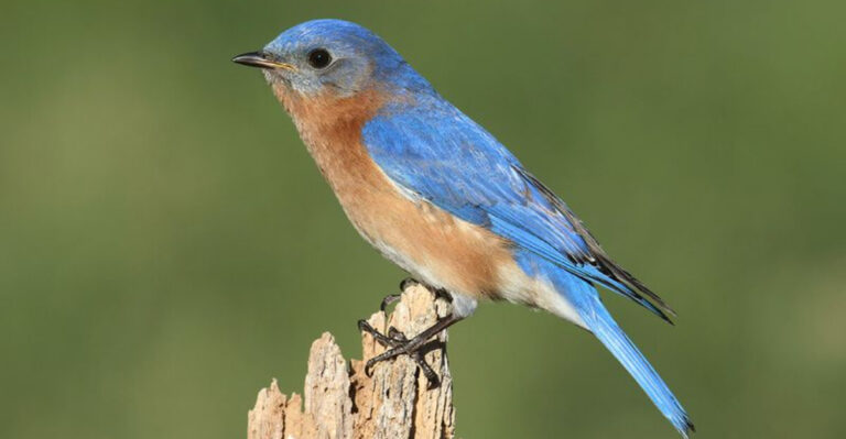 21 Unusually Colored Birds You Might Spot In Your Yard Or Garden